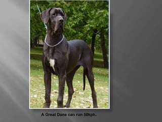 AGreat Dane can run 50kph. 