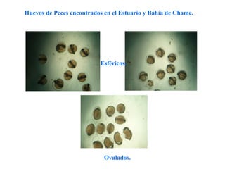 Huevos de Peces encontrados en el Estuario y Bahía de Chame.




                           Esféricos.




                            Ovalados.
 