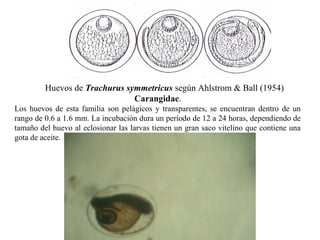 Huevos de Trachurus symmetricus según Ahlstrom & Ball (1954)
                               Carangidae.
Los huevos de esta familia son pelàgicos y transparentes, se encuentran dentro de un
rango de 0.6 a 1.6 mm. La incubación dura un período de 12 a 24 horas, dependiendo de
tamaño del huevo al eclosionar las larvas tienen un gran saco vitelino que contiene una
gota de aceite.
 