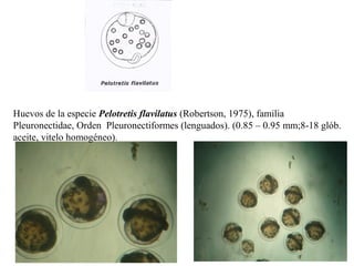 Huevos de la especie Pelotretis flavilatus (Robertson, 1975), familia
Pleuronectidae, Orden Pleuronectiformes (lenguados). (0.85 – 0.95 mm;8-18 glób.
aceite, vitelo homogéneo).
 
