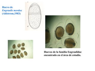Huevo de
Engraulis mordax
(Ahlstrom,1983)




                   Huevos de la familia Engraulidae
                   encontrado en el área de estudio.
 