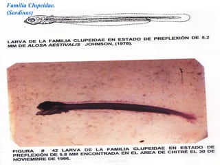 Familia Clupeidae.
(Sardinas)
 
