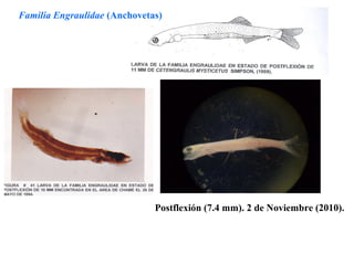 Familia Engraulidae (Anchovetas)




                              Postflexión (7.4 mm). 2 de Noviembre (2010).
 