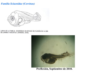 Familia Sciaenidae (Corvinas)




                                Preflexión, Septiembre de 2010.
 