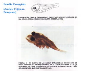 Familia Carangidae
(Jureles, Cojinuas,
Pámpanos)
 