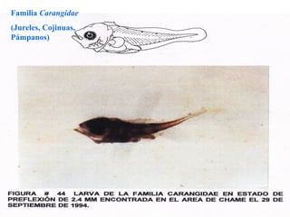 Familia Carangidae
(Jureles, Cojinuas,
Pámpanos)
 