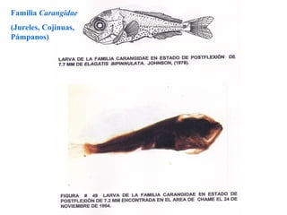 Familia Carangidae
(Jureles, Cojinuas,
Pámpanos)
 