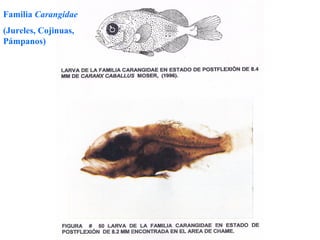 Familia Carangidae
(Jureles, Cojinuas,
Pámpanos)
 