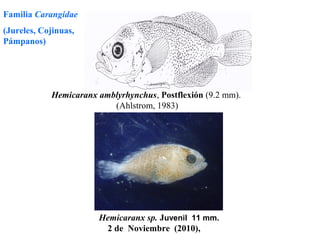 Familia Carangidae
(Jureles, Cojinuas,
Pámpanos)




            Hemicaranx amblyrhynchus, Postflexión (9.2 mm).
                          (Ahlstrom, 1983)




                       Hemicaranx sp. Juvenil 11 mm.
                        2 de Noviembre (2010),
 