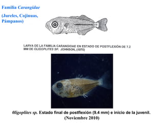 Familia Carangidae
(Jureles, Cojinuas,
Pámpanos)




     0ligoplites sp. Estado final de postflexión (9.4 mm) e inicio de la juvenil.
                                  (Noviembre 2010)
 