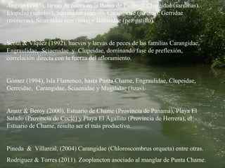 Angulo (1985), larvas de peces en la Bahía de Panamá, Clupeidae (sardinas),
Elopidae (sábalos), Serranidae (meros), Carangidae (jureles), Gerridae
(mojarras), Sciaenidae (corvinas) y Balistidae (pez gatillo).


Scout & Viquez (1992), huevos y larvas de peces de las familias Carangidae,
Engraulidae, Sciaenidae y Clupeidae, dominando fase de preflexión,
correlación directa con la fuerza del afloramiento.


Gómez (1994), Isla Flamenco, hasta Punta Chame, Engraulidae, Clupeidae,
Gerreidae, Carangidae, Sciaenidae y Mugilidae (lizas).


Arauz & Beroy (2000), Estuario de Chame (Provincia de Panamá), Playa El
Salado (Provincia de Coclé) y Playa El Agallito (Provincia de Herrera), el
Estuario de Chame, resulto ser el más productivo.


Pineda & Villareal, (2004) Carangidae (Chloroscombrus orqueta) entre otras.
Rodriguez & Torres (2011). Zooplancton asociado al manglar de Punta Chame.
 