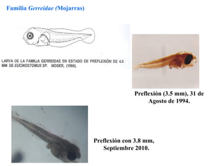Familia Gerreidae (Mojarras)




                                             Preflexión (3.5 mm), 31 de
                                                  Agosto de 1994.




                               Preflexión con 3.8 mm,
                                  Septiembre 2010.
 