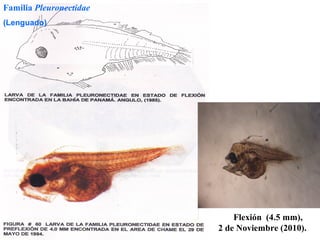 Familia Pleuronectidae
(Lenguado)




                             Flexión (4.5 mm),
                         2 de Noviembre (2010).
 