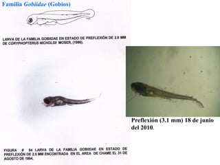 Familia Gobiidae (Gobios)




                            Preflexión (3.1 mm) 18 de junio
                            del 2010.
 