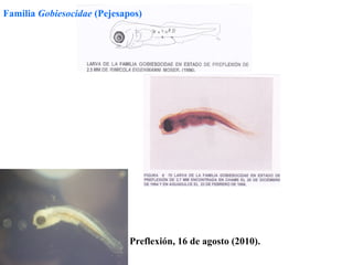 Familia Gobiesocidae (Pejesapos)




                             Preflexión, 16 de agosto (2010).
 