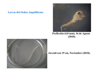 Larvas del Orden Anguiliforme




                                   Preflexión (4.0 mm), 16 de Agosto
                                                  (2010).




                                Juvenil con 19 cm, Noviembre (2010).
 