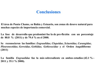 Conclusiones

El área de Punta Chame, su Bahía y Estuario, son zonas de desove natural para
muchas especies de importancia comercial.

La fase de desarrollo que predominó fue la de pre-flexión con un porcentaje
de 80.8 % (2011) y de 79.4 % en el 2000.

Se reconocieron las familias: Engraulidae, Clupeidae, Sciaenidae, Carangidae,
Pleuronectidae, Gerreidae, Gobiidae, Gobiesocidae y el Orden Anguiliforme
(2011)


La familia Engraulidae fue la más sobresaliente en ambos estudios (42.1 % -
2011 y 35.1 % 2000).
 