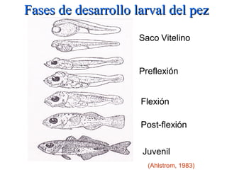Fases de desarrollo larval del pez
                     Saco Vitelino


                     Preflexión


                     Flexión

                     Post-flexión


                     Juvenil
                       (Ahlstrom, 1983)
 