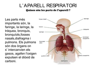 L’ APARELL RESPIRATORI
               Quines són les parts de l’aparell ?


Les parts més
importants són, la
faringe, la laringe, la
tràquea, bronquis,
bronquíols,fosses
nasals,diafragma i
pulmons. Els pulmons
són dos òrgans on
s’ intercanvien els
gasos, agafen l’oxigen i
expulsen el diòxid de
carboni.
 