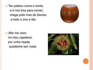  Ten pelexo coma a xente, 
e é moi boa para comer; 
chega polo mes de Santos 
e todo o ano a tés. 
 Alto me vexo 
no meu capelexo, 
por unha risada 
quedeime sen nada 
 