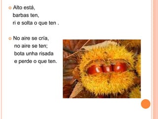  Alto está, 
barbas ten, 
ri e solta o que ten . 
 No aire se cría, 
no aire se ten; 
bota unha risada 
e perde o que ten. 

