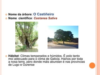  Nome da árbore: O Castiñeiro 
 Nome científico: Castanea Sativa 
 Hábitat: Climas temperados e húmidos. É polo tanto 
moi adecuado para o clima de Galicia. Hainos por toda 
a nosa terra, pero donde máis abundan é nas provincias 
de Lugo e Ourense 
 