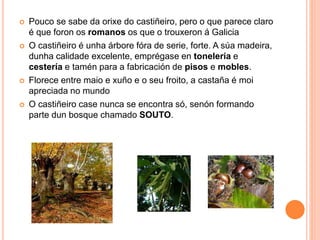  Pouco se sabe da orixe do castiñeiro, pero o que parece claro 
é que foron os romanos os que o trouxeron á Galicia 
 O castiñeiro é unha árbore fóra de serie, forte. A súa madeira, 
dunha calidade excelente, emprégase en tonelería e 
cestería e tamén para a fabricación de pisos e mobles. 
 Florece entre maio e xuño e o seu froito, a castaña é moi 
apreciada no mundo 
 O castiñeiro case nunca se encontra só, senón formando 
parte dun bosque chamado SOUTO. 
 