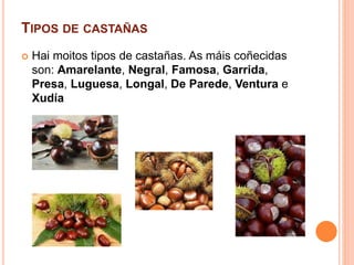 TIPOS DE CASTAÑAS 
 Hai moitos tipos de castañas. As máis coñecidas 
son: Amarelante, Negral, Famosa, Garrida, 
Presa, Luguesa, Longal, De Parede, Ventura e 
Xudía 
 