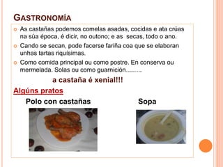GASTRONOMÍA 
 As castañas podemos comelas asadas, cocidas e ata crúas 
na súa época, é dicir, no outono; e as secas, todo o ano. 
 Cando se secan, pode facerse fariña coa que se elaboran 
unhas tartas riquísimas. 
 Como comida principal ou como postre. En conserva ou 
mermelada. Solas ou como guarnición…….. 
a castaña é xenial!!! 
Algúns pratos 
Polo con castañas Sopa 
 