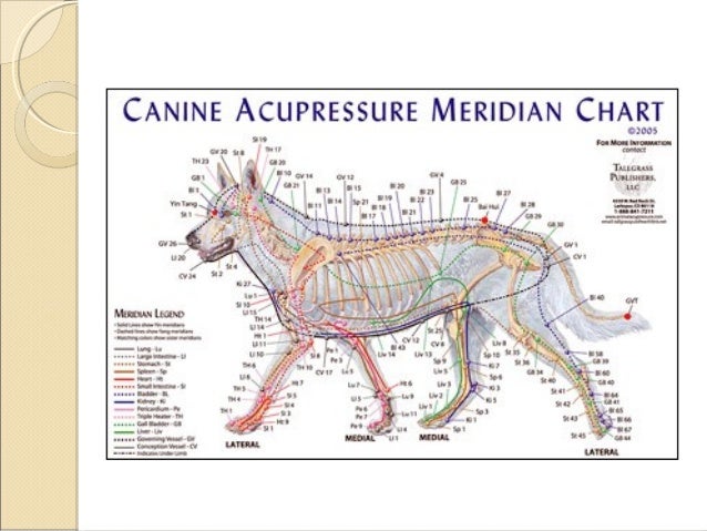 powerpoint acupuncture works how acupuncture works scientifically