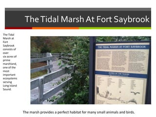 The Tidal Marsh At Fort Saybrook
The Tidal
Marsh at
Fort
Saybrook
consists of
over
six acres of
prime
marshland,
one of the
most
important
ecosystems
serving
Long Island
Sound.

The marsh provides a perfect habitat for many small animals and birds.

 
