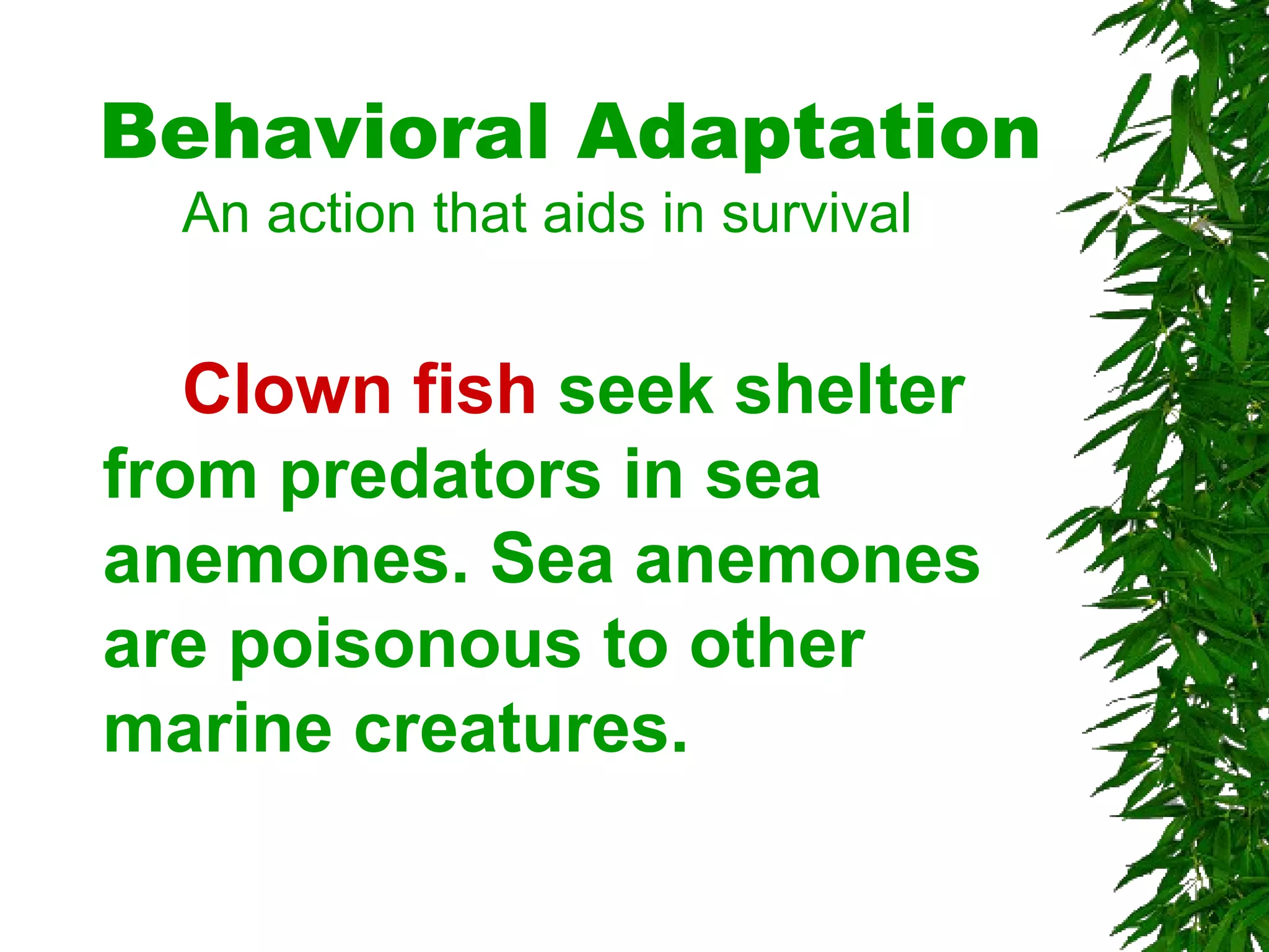 Pure Point Adaptations Power point adaptations | PPT