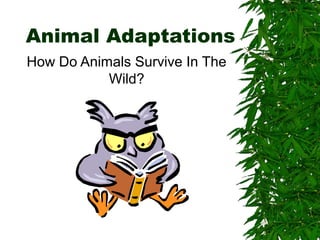 Animal Adaptations
How Do Animals Survive In The
Wild?
 