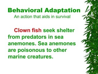 Behavioral Adaptation
An action that aids in survival
Clown fish seek shelter
from predators in sea
anemones. Sea anemones
are poisonous to other
marine creatures.
 