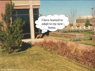 I have learned to
adapt to my new
home.
 