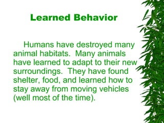Learned Behavior
Humans have destroyed many
animal habitats. Many animals
have learned to adapt to their new
surroundings. They have found
shelter, food, and learned how to
stay away from moving vehicles
(well most of the time).
 