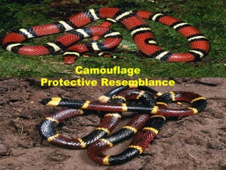 Camouflage
Protective Resemblance
 