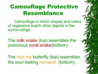 Camouflage Protective
Resemblance
Camouflage in which shapes and colors
of organisms match other objects in the
surroundings.
The milk snake (top) resembles the
poisonous coral snake(bottom).
The vice roy butterfly (top) resembles
the sour-tasting monarch (bottom).
 