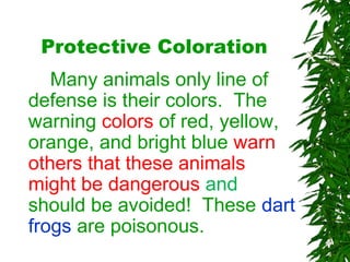 Protective Coloration
Many animals only line of
defense is their colors. The
warning colors of red, yellow,
orange, and bright blue warn
others that these animals
might be dangerous and
should be avoided! These dart
frogs are poisonous.
 