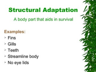 Structural Adaptation
A body part that aids in survival
Examples:
 Fins
 Gills
 Teeth
 Streamline body
 No eye lids
 