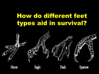 How do different feet
types aid in survival?
 