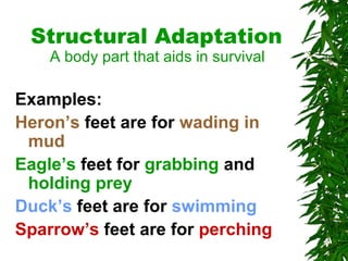 Structural Adaptation
A body part that aids in survival
Examples:
Heron’s feet are for wading in
mud
Eagle’s feet for grabbing and
holding prey
Duck’s feet are for swimming
Sparrow’s feet are for perching
 