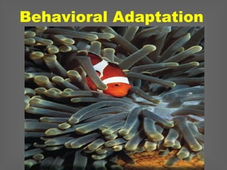 Behavioral Adaptation
 