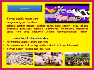 Ternak adalah hewan yang
dengan sengaja dipelihara
sebagai sumber pangan, sumber bahan baku industri, atau sebagai
pembantu pekerjaan manusia. Sedangkan Peternakan merupakan
usaha tani yang dilakukan dengan membudidayakan ternak.
Usaha ternak dibedakan atas:
• Peternakan unggas (ayam dan itik)
• Peternakan kecil (kambing,domba,kelinci,babi dan lain-lain)
• Ternak besar (kerbau,sapi dan kuda)
c. peternakan
 