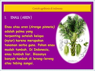 I. ENAU ( AREN)
Enau atau aren (Arenga pinnata)
adalah palma yang
terpenting setelah kelapa
(nyiur) karena merupakan
tanaman serba guna. Pohon enau
mudah tumbuh. Di Indonesia,
enau tumbuh liar. Biasanya
banyak tumbuh di lereng-lereng
atau tebing sungai.
Contoh agribisnis di indonesia
 