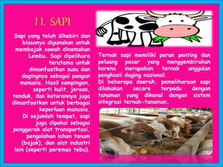 I I. SAPI
Sapi yang telah dikebiri dan
biasanya digunakan untuk
membajak sawah dinamakan
Lembu. Sapi dipelihara
terutama untuk
dimanfaatkan susu dan
dagingnya sebagai pangan
manusia. Hasil sampingan,
seperti kulit, jeroan,
tanduk, dan kotorannya juga
dimanfaatkan untuk berbagai
keperluan manusia.
Di sejumlah tempat, sapi
juga dipakai sebagai
penggerak alat transportasi,
pengolahan lahan tanam
(bajak), dan alat industri
lain (seperti peremas tebu).
Ternak sapi memiliki peran penting dan
peluang pasar yang menggembirakan
karena merupakan ternak unggulan
penghasil daging nasional.
Di beberapa daerah, pemeliharaan sapi
dilakukan secara terpadu dengan
tanaman yang dikenal dengan sistem
integrasi ternak-tanaman.
 