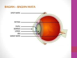 OTOT MATA
RETINA
PUPIL
KORNEA
LENSA
IRIS
SARAF MATA
BAGIAN–BAGIANMATA