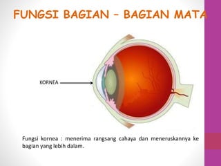 KORNEA
Fungsi kornea : menerima rangsang cahaya dan meneruskannya ke
bagian yang lebih dalam.
FUNGSI BAGIAN – BAGIAN MATA