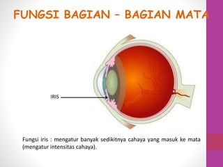 IRIS
Fungsi iris : mengatur banyak sedikitnya cahaya yang masuk ke mata
(mengatur intensitas cahaya).
FUNGSI BAGIAN – BAGIAN MATA