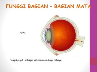 PUPIL
Fungsi pupil : sebagai saluran masuknya cahaya.
FUNGSI BAGIAN – BAGIAN MATA